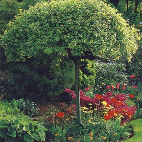 Что посадить на большом участке. Что посадить на участке