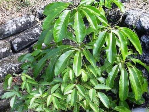 Шеффлера уход и пересадка. Шеффлера 03 Шеффлера уход и пересадка. Шеффлера 03