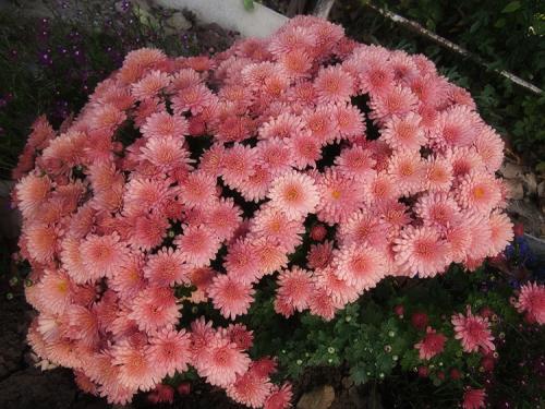 Выращивание хризантемы мультифлора в горшках на улице. Выращивание хризантем мультифлора: правила посадки и ухода