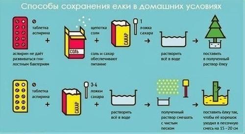 Что делать если елка осыпается. Важные советы, чтобы новогодняя ель не засыпала весь дом иголками 09