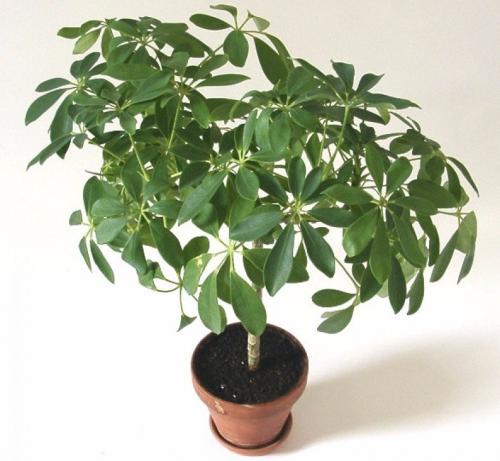 Горшок для шефлеры. Шеффлера — уход в домашних условиях