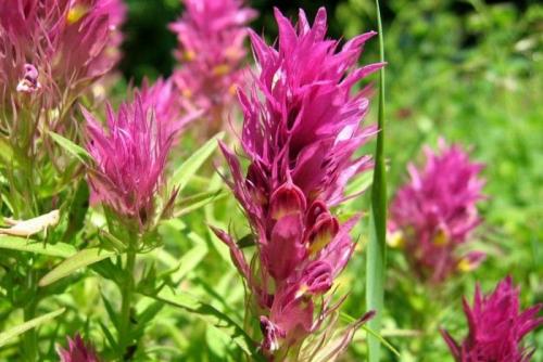 Что за цветок иван-да-марья? Иван-да-марья: легенды и предания 06