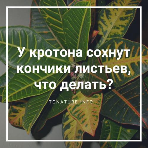 Кодиеум сохнут кончики листьев. У кротона сохнут кончики листьев, что делать?