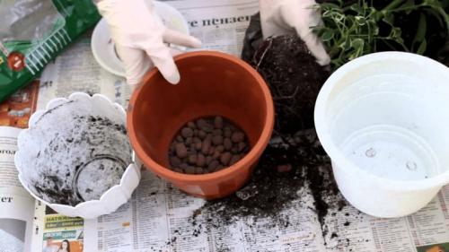 Полив шефлеры после пересадки. Уход за Цветком Шефлера после покупки из магазина