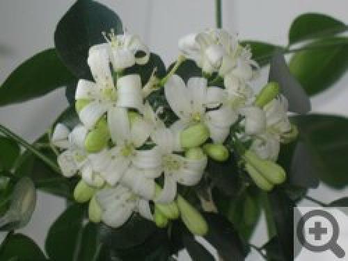 Цветок мурайя лечебные свойства. Мурайя (Murraya) 03