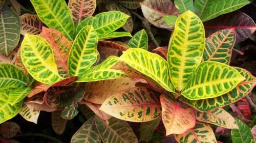 У кротона. Фотогалерея 01