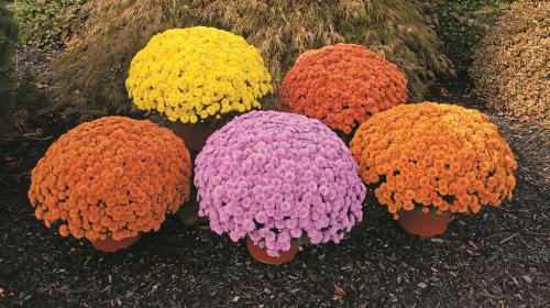 Хризантема мультифлора ранние сорта. Мультифлора