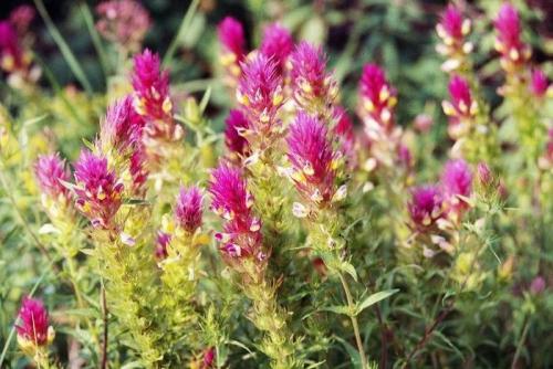 Что за цветок иван-да-марья? Иван-да-марья: легенды и предания 02