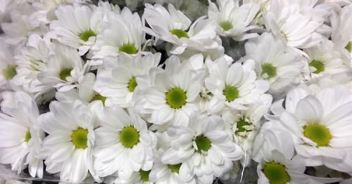 Выращивание хризантемы в домашних условиях. Выращивание хризантемы в горшке в домашних условиях