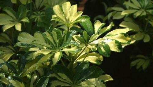 Шеффлера, какая нужна земля и горшок. Посадка, пересадка, грунт – шефлера не простит ошибки 14