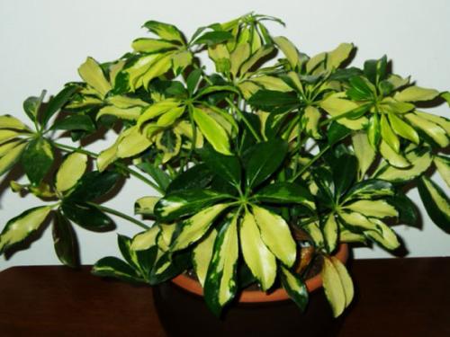 Шеффлера, какая нужна земля и горшок. Посадка, пересадка, грунт – шефлера не простит ошибки 17