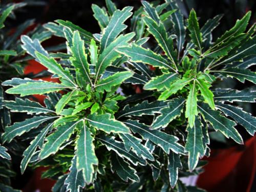 Шеффлера, какая нужна земля и горшок. Посадка, пересадка, грунт – шефлера не простит ошибки 25