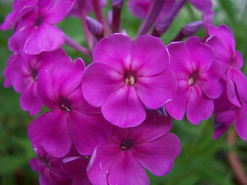 Цветы флоксы однолетние или многолетние. Флоксы — морфологическое описание, виды и вариации, выращивание и посадка + 106 фото