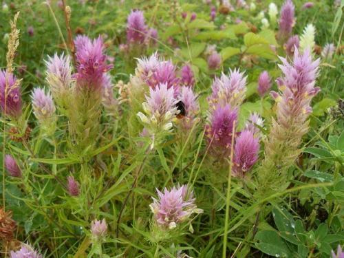 Что за цветок иван-да-марья? Иван-да-марья: легенды и предания 01