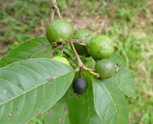 Псидиум или гуава. Псидиум Гуайява (Гуава) из семян. 03