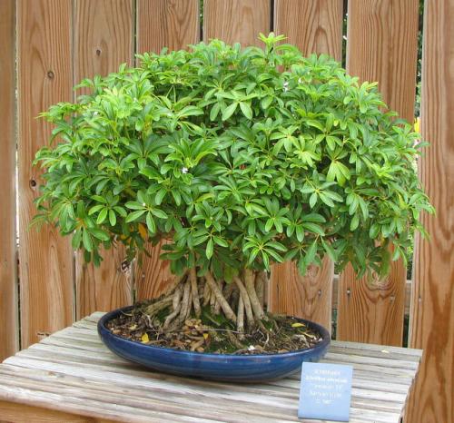 Горшок для шефлеры. Шеффлера — уход в домашних условиях