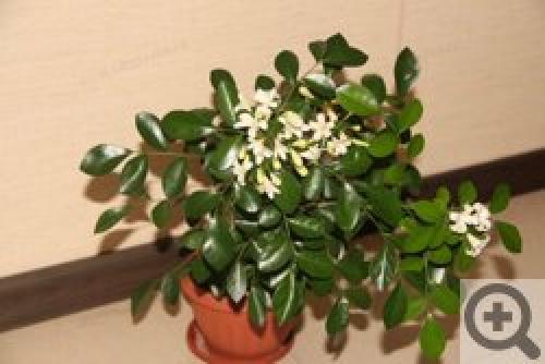 Цветок мурайя лечебные свойства. Мурайя (Murraya) 08