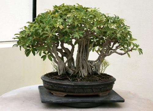 Шеффлера, какая нужна земля и горшок. Посадка, пересадка, грунт – шефлера не простит ошибки 18