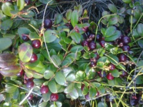 Труд людей осенью рассказ. Что делают люди осенью.