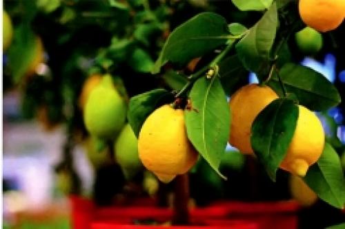 Экзотические растения на подоконнике. Съедобные экзотические растения на окне