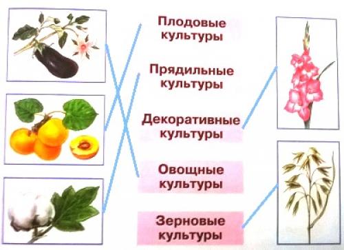 Знаешь ли ты культурные растения 3 класс. Сорта любых культурных растений. Плодовые культуры овощные культуры. Овощные культуры зерновые плодовые. Примеры сортов любых культурных растений.