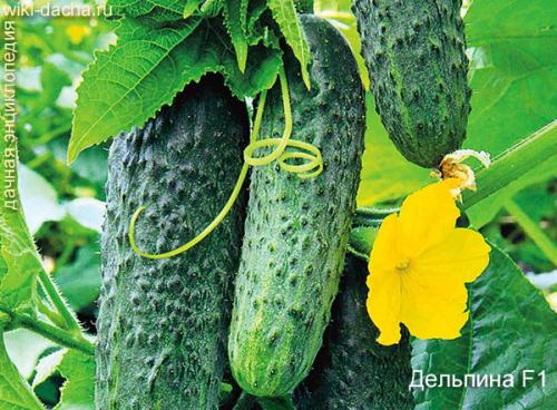 Лучшие сорта огурцов для теплиц. Выбор лучших гибридов и сортов огурцов для выращивания в теплицах из поликарбоната