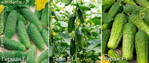 Лучшие сорта огурцов для теплиц. Выбор лучших гибридов и сортов огурцов для выращивания в теплицах из поликарбоната