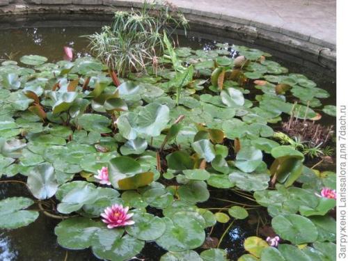 Оформление пруда растениями. Как правильно подобрать растения для оформления водоема?