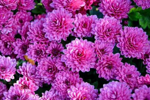 Сорта хризантем. Виды и сорта хризантем