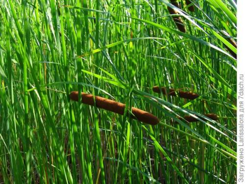 Оформление пруда растениями. Как правильно подобрать растения для оформления водоема?