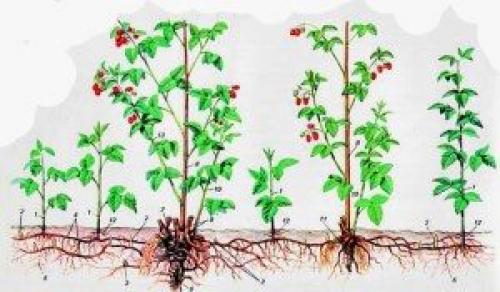 Малина размножение семенами. Способы размножения малины