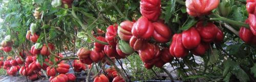 Сорт помидор Лотарингская красавица. Преимущества и недостатки по сравнению с другими похожими сортами 14