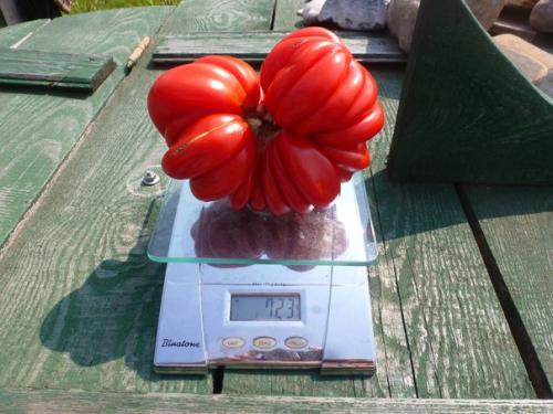 Сорт помидор Лотарингская красавица. Преимущества и недостатки по сравнению с другими похожими сортами 02