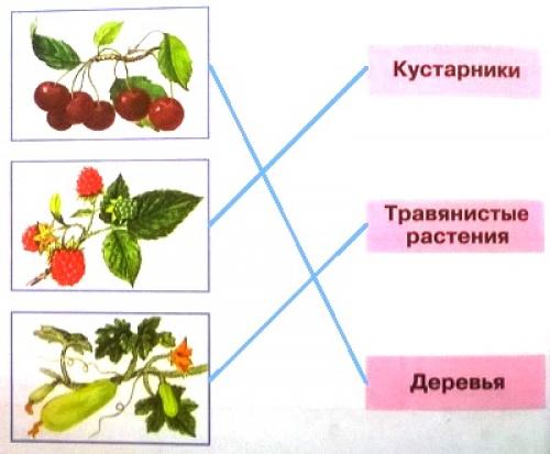 Определите к каким группам дикорастущих растений относятся представленные образцы перенесите