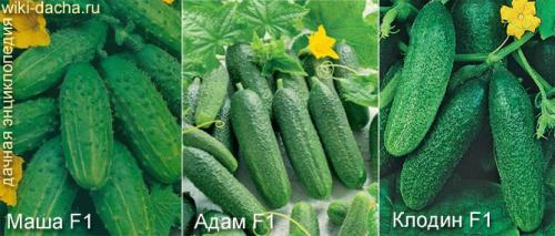 Лучшие сорта огурцов для теплиц. Выбор лучших гибридов и сортов огурцов для выращивания в теплицах из поликарбоната