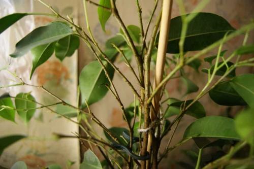 как вернуть к жизни фикус бенджамина. у фикуса бенджамина опадают листья —, как спасти растение