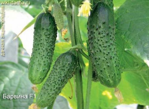 Лучшие сорта огурцов для теплиц. Выбор лучших гибридов и сортов огурцов для выращивания в теплицах из поликарбоната