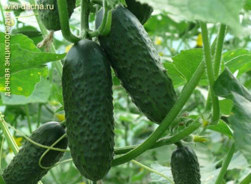 Лучшие сорта огурцов для теплиц. Выбор лучших гибридов и сортов огурцов для выращивания в теплицах из поликарбоната