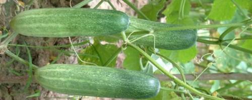 Сорта огурцов для теплиц Ленинградской области. Сорта огурцов для выращивания в теплицах: фото и описания