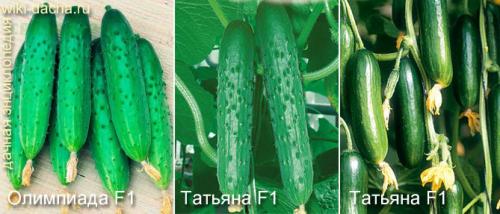 Лучшие сорта огурцов для теплиц. Выбор лучших гибридов и сортов огурцов для выращивания в теплицах из поликарбоната