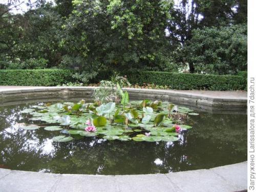 Оформление пруда растениями. Как правильно подобрать растения для оформления водоема?