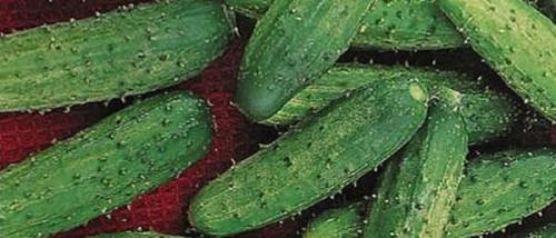 Сорта огурцов для теплиц Ленинградской области. Сорта огурцов для выращивания в теплицах: фото и описания