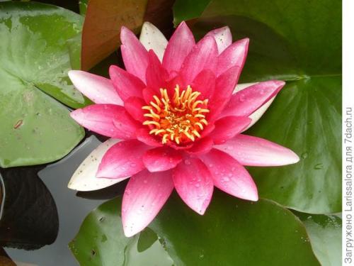 Оформление пруда растениями. Как правильно подобрать растения для оформления водоема?