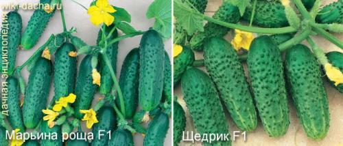 Лучшие сорта огурцов для теплиц. Выбор лучших гибридов и сортов огурцов для выращивания в теплицах из поликарбоната