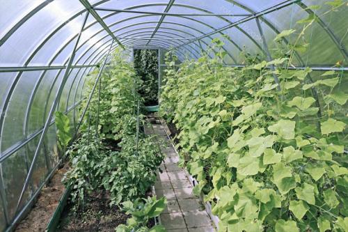 Лучшие сорта огурцов для теплиц. Выбор лучших гибридов и сортов огурцов для выращивания в теплицах из поликарбоната
