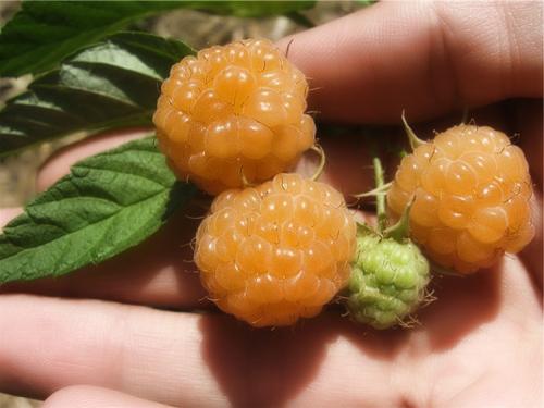 Грядка для ремонтантной малины. Выращивание ремонтантной малины на участке