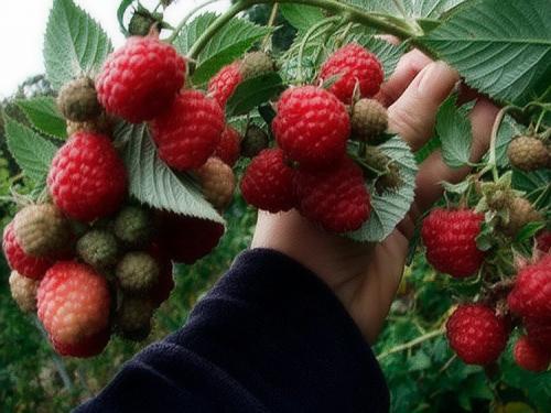 Грядка для ремонтантной малины. Выращивание ремонтантной малины на участке