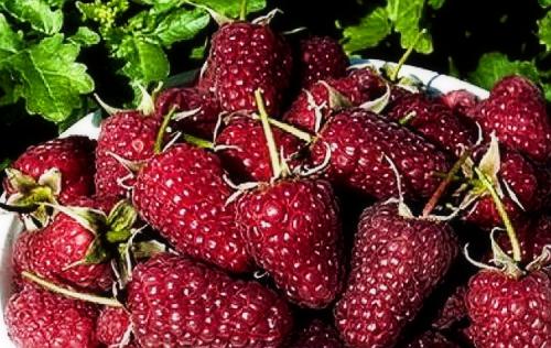 Грядка для ремонтантной малины. Выращивание ремонтантной малины на участке