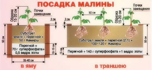 Грядка для ремонтантной малины. Выращивание ремонтантной малины на участке