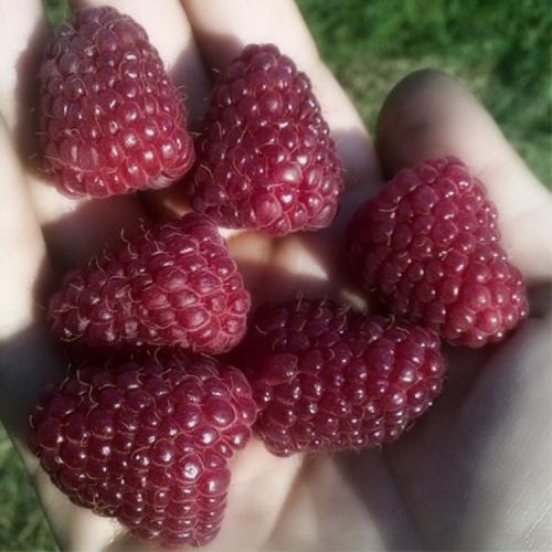 Грядка для ремонтантной малины. Выращивание ремонтантной малины на участке